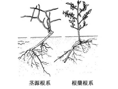 樹木出現(xiàn)問題，為什么資深園林植保人總是先從根系說起？